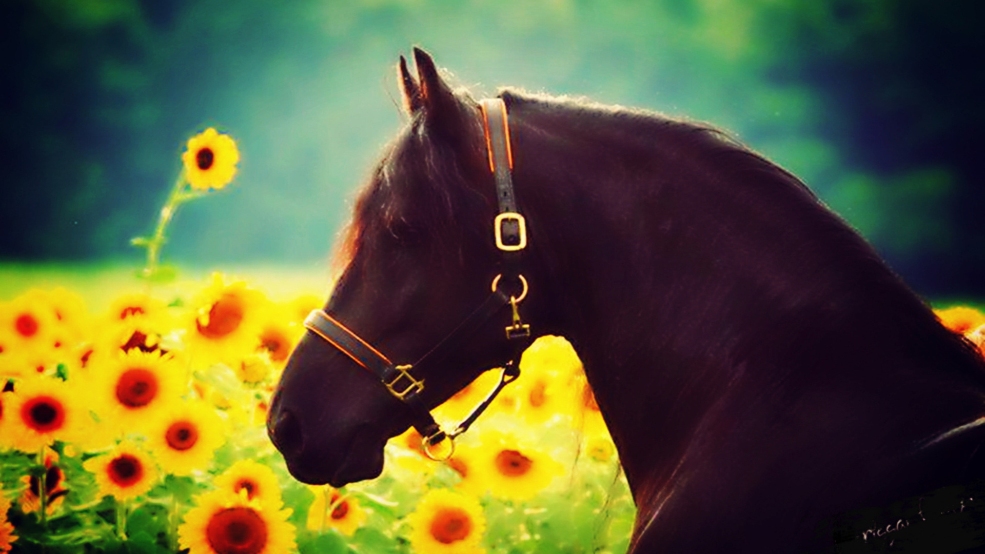 sunflower, flowers, effects, animal, sun, beautiful, horse