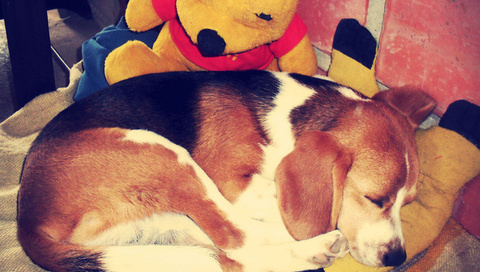 beagle, sleep, dog