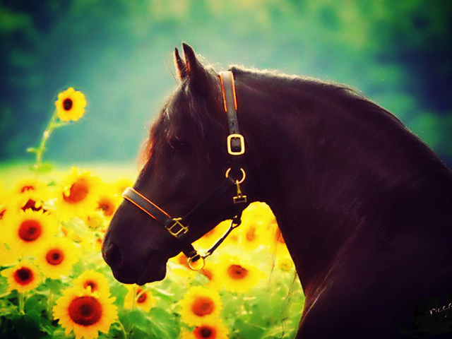 sunflower, flowers, effects, animal, sun, beautiful, horse