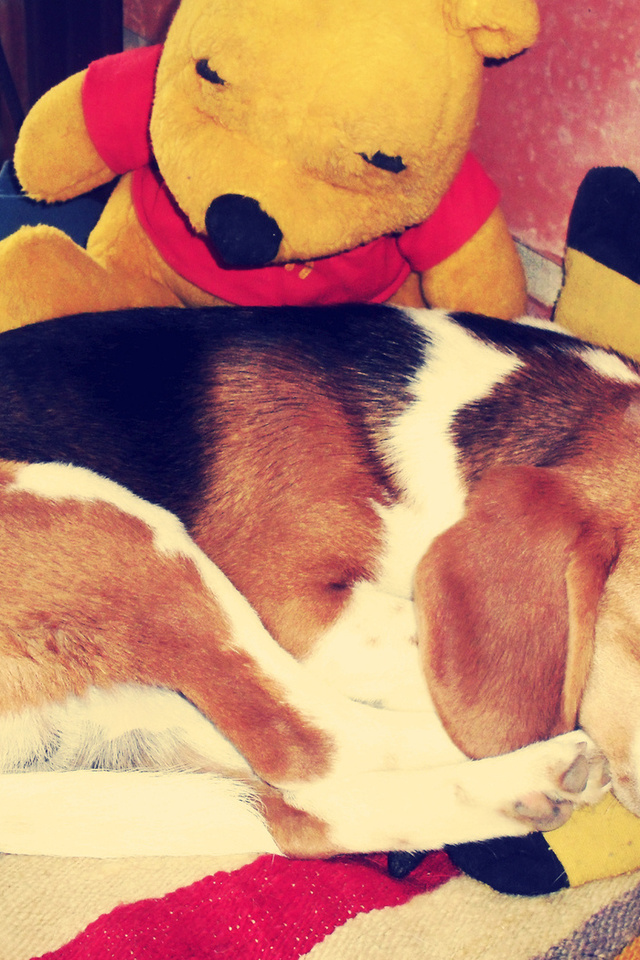 beagle, sleep, dog