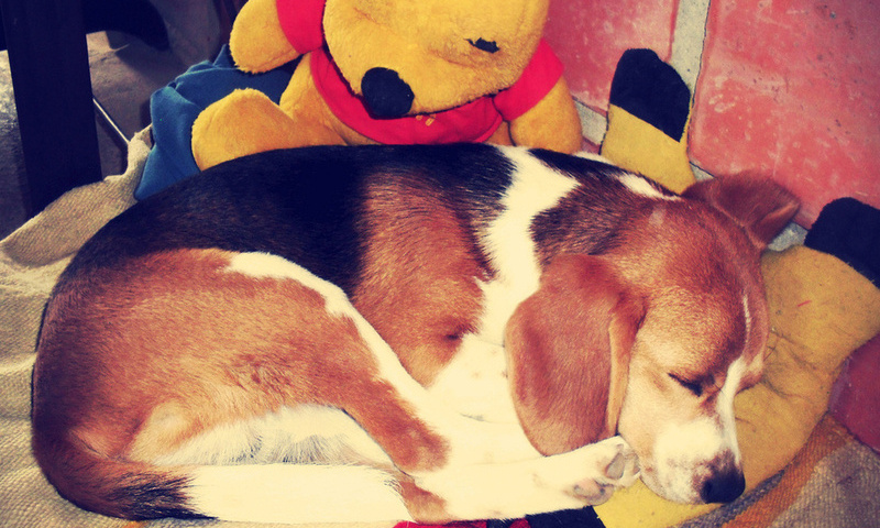 beagle, sleep, dog