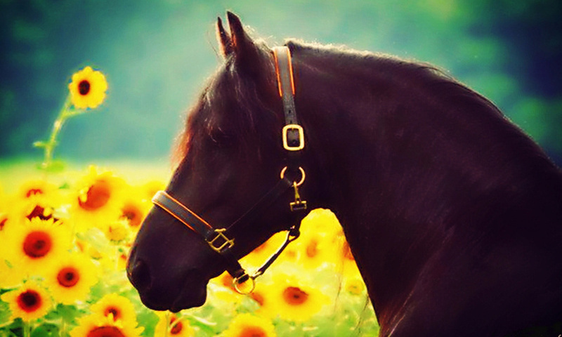 sunflower, flowers, effects, animal, sun, beautiful, horse