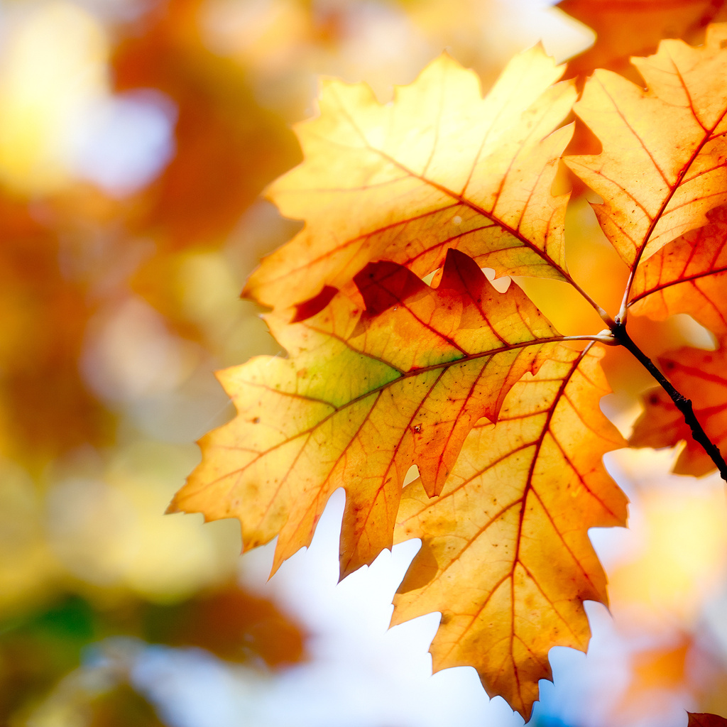 nature, , , leaves, , bokeh, , , autumn