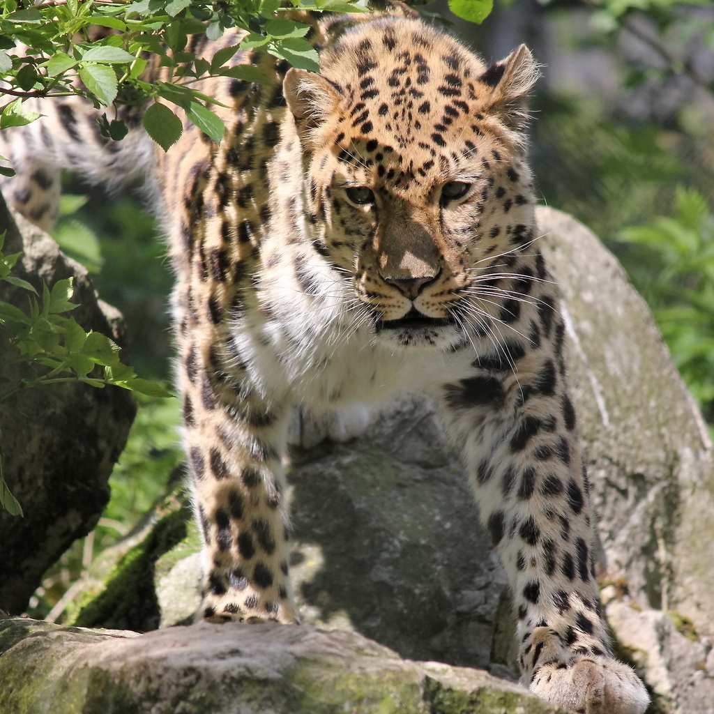 , , , leopard, panthera pardus orientalis