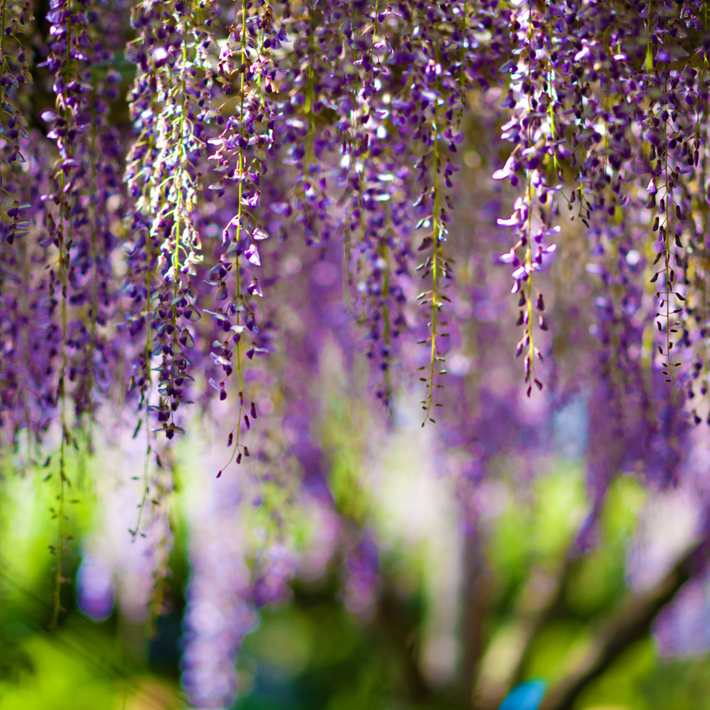 , Wisteria, bokeh, purple, flowers