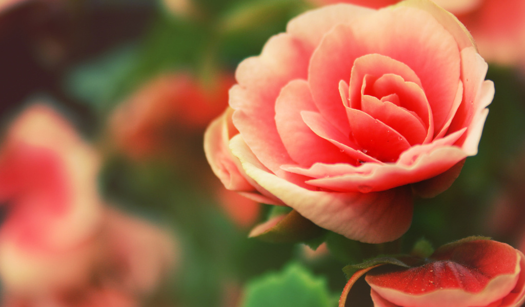 rose, , flowers, , , 