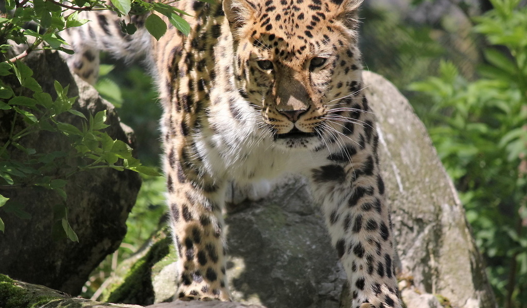 , , , leopard, panthera pardus orientalis