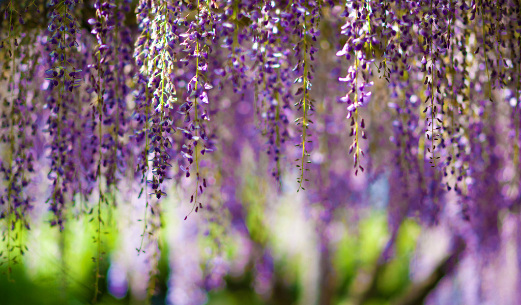 , Wisteria, bokeh, purple, flowers