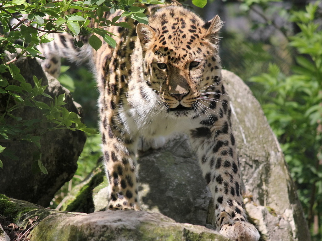 , , , leopard, panthera pardus orientalis