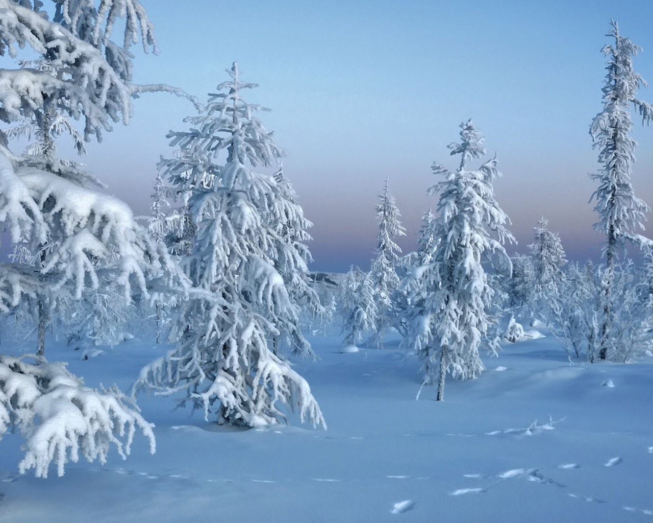 , trees in snow, winter, , , 
