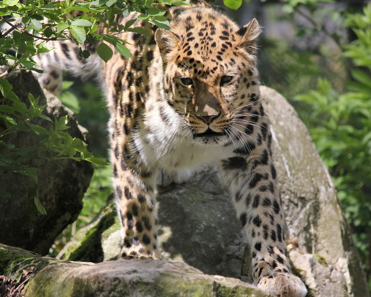 , , , leopard, panthera pardus orientalis