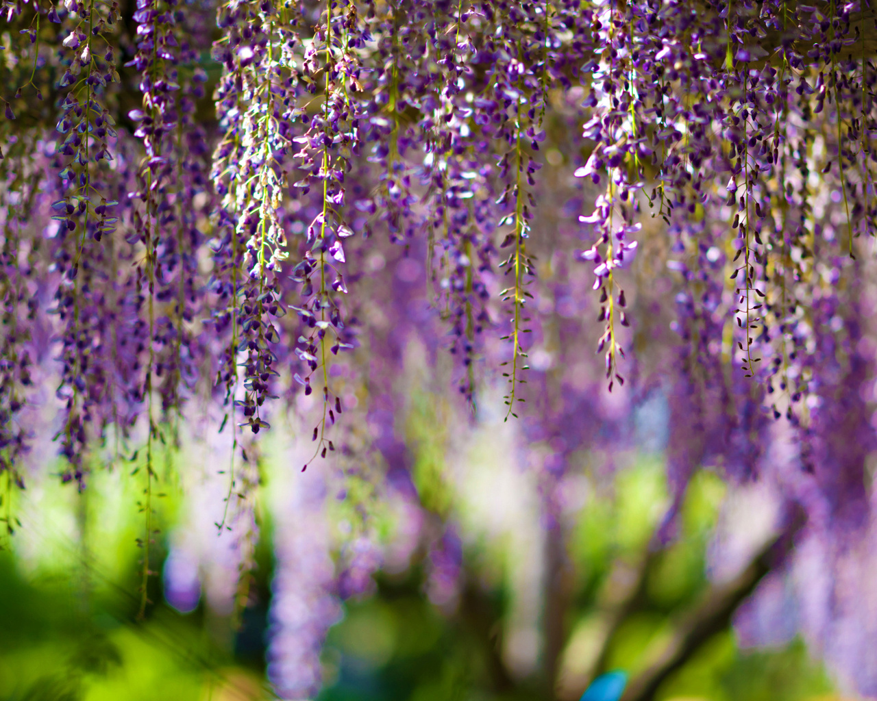 , Wisteria, bokeh, purple, flowers