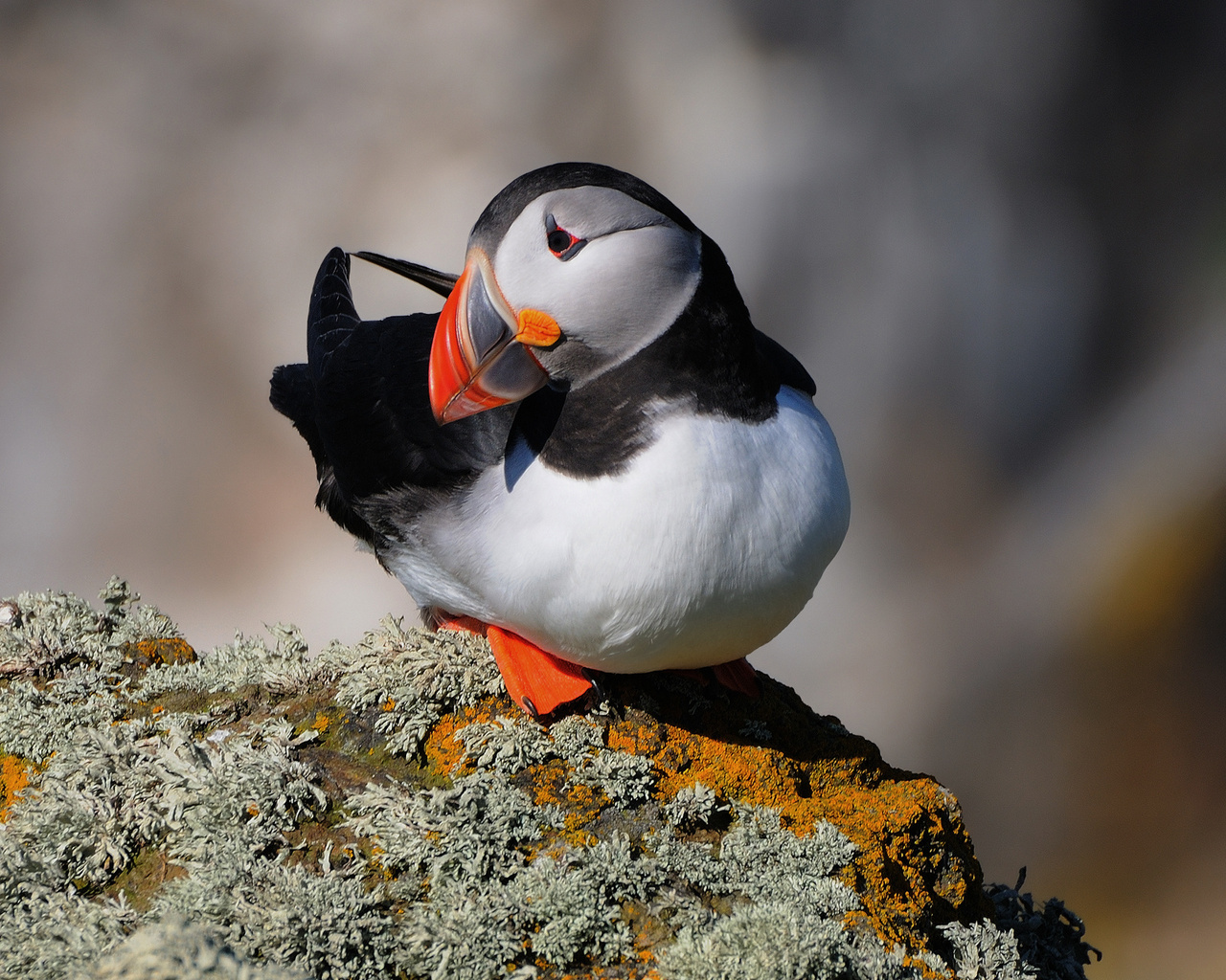  , , fratercula arctica, , puffin