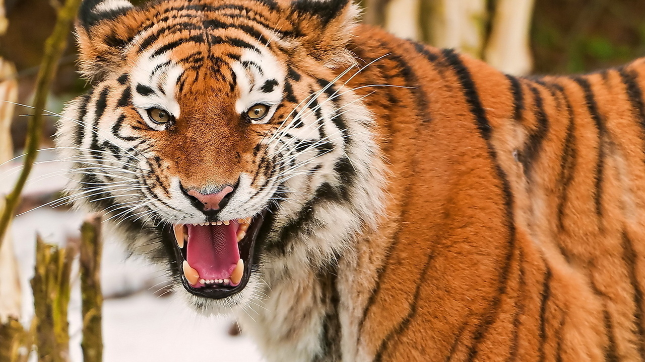 , , , amur tiger, 