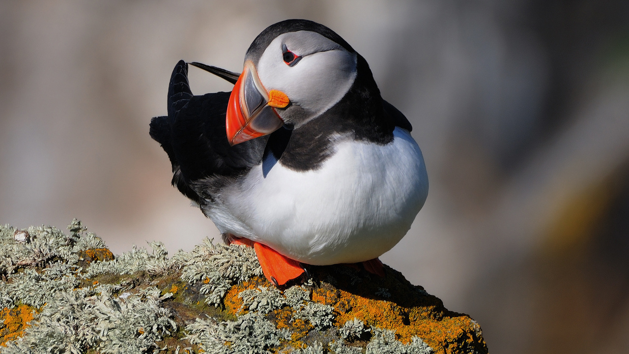  , , fratercula arctica, , puffin