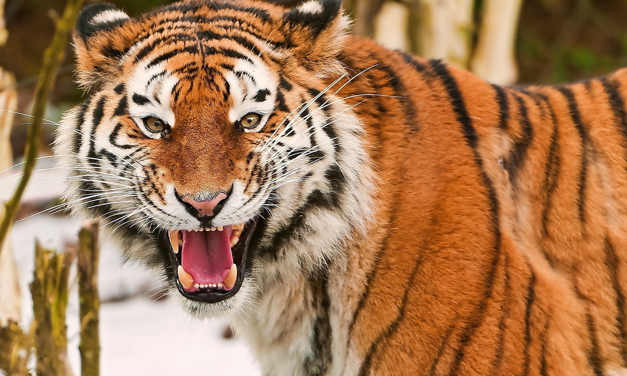 , , , amur tiger, 