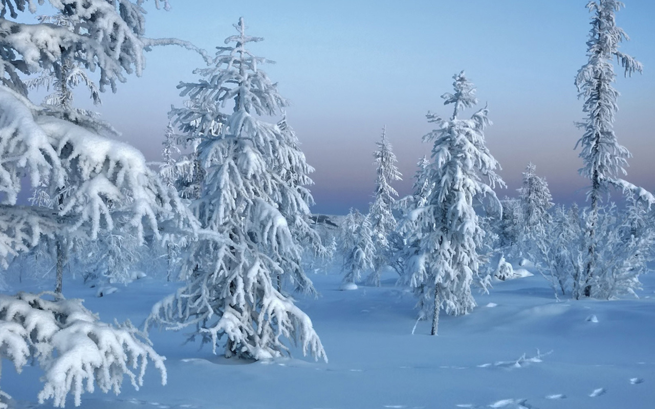 , trees in snow, winter, , , 