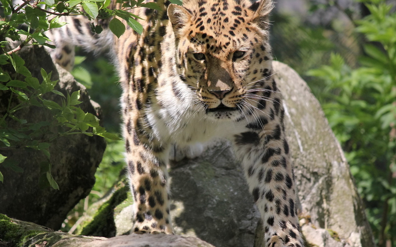 , , , leopard, panthera pardus orientalis