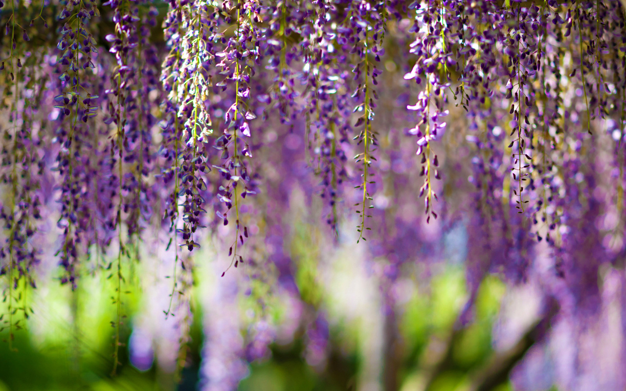 , Wisteria, bokeh, purple, flowers