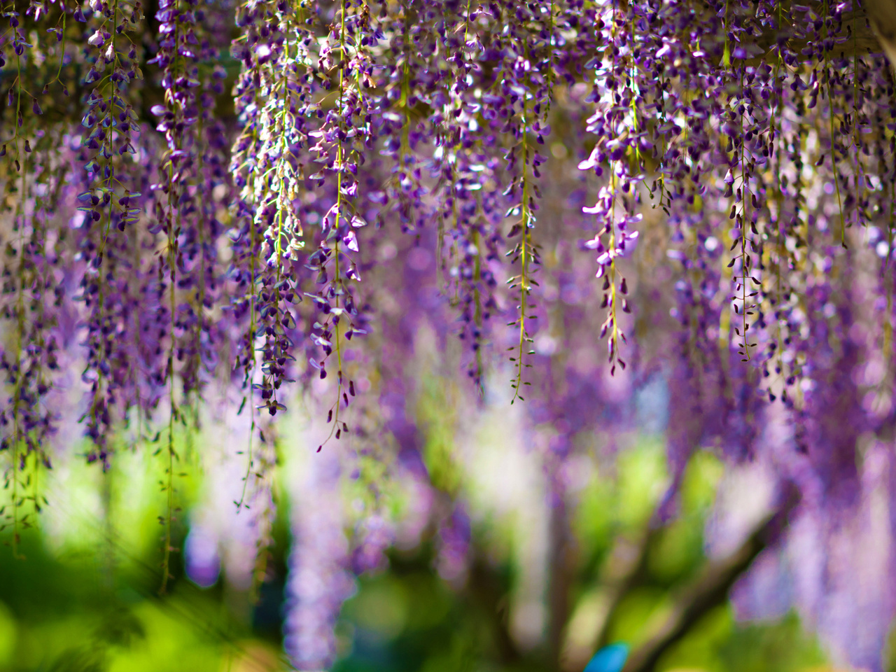 , Wisteria, bokeh, purple, flowers