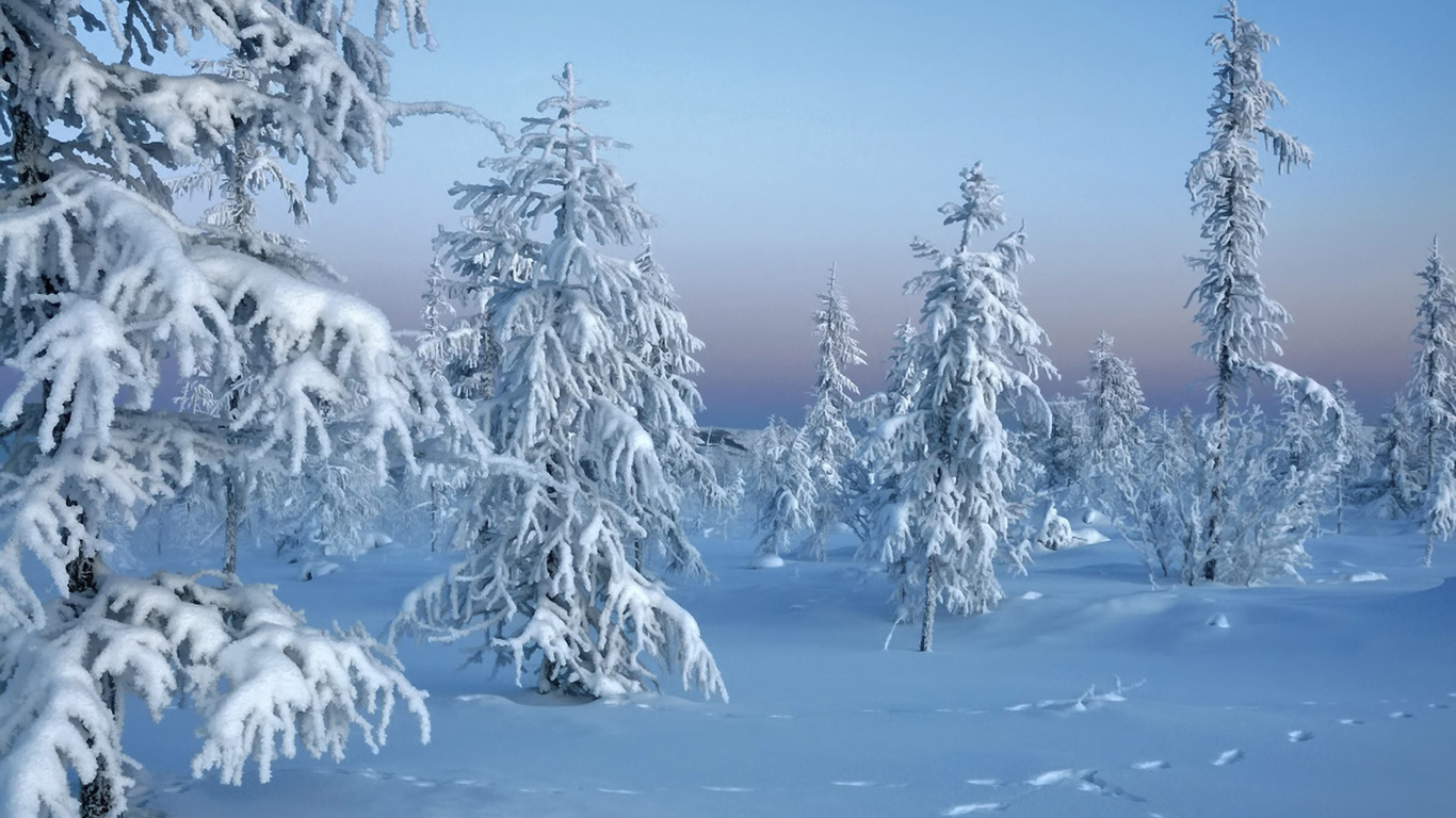 , trees in snow, winter, , , 