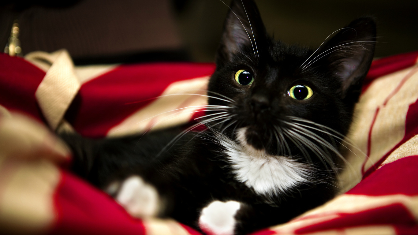 red, black, sweet, cat, kitten, pet, white, animal, blanket, paw