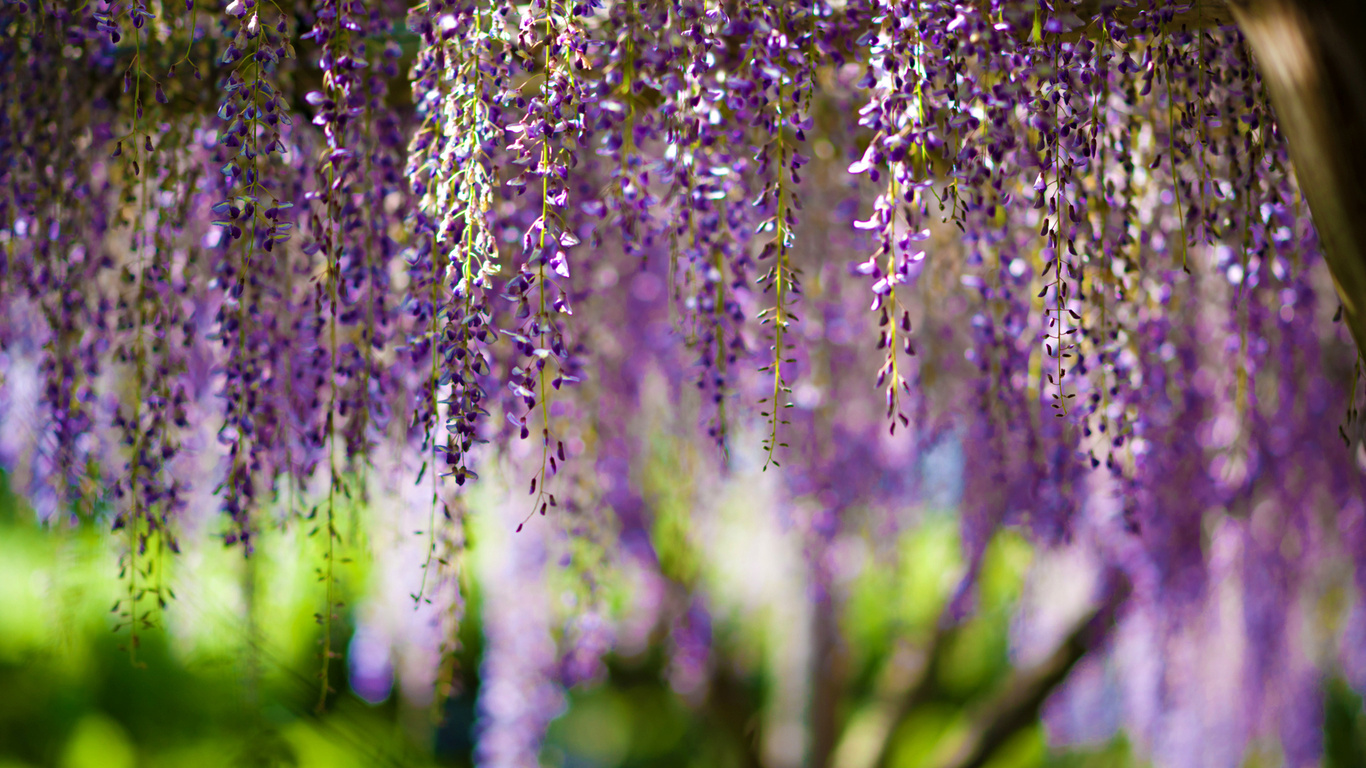 , Wisteria, bokeh, purple, flowers