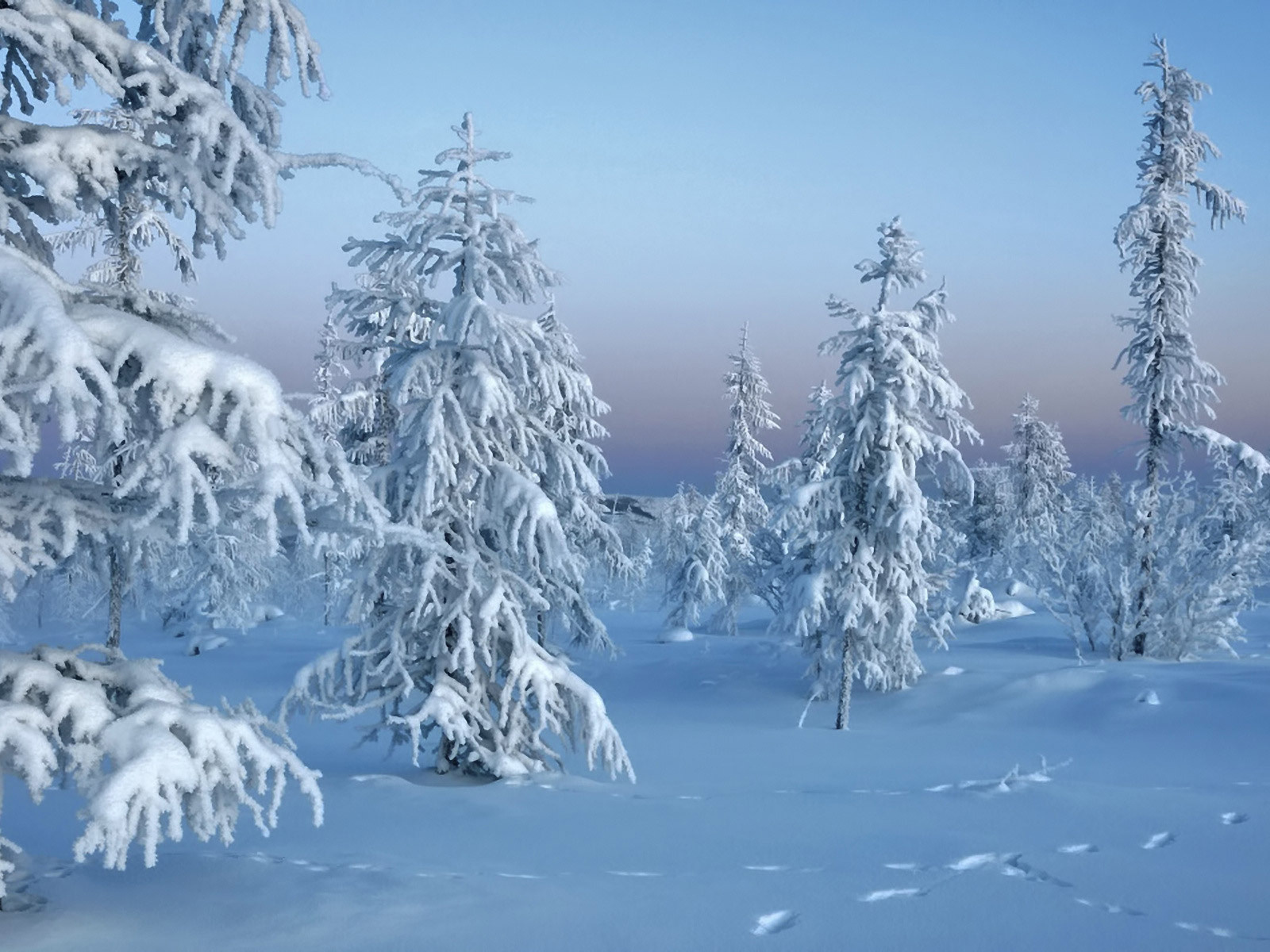 , trees in snow, winter, , , 