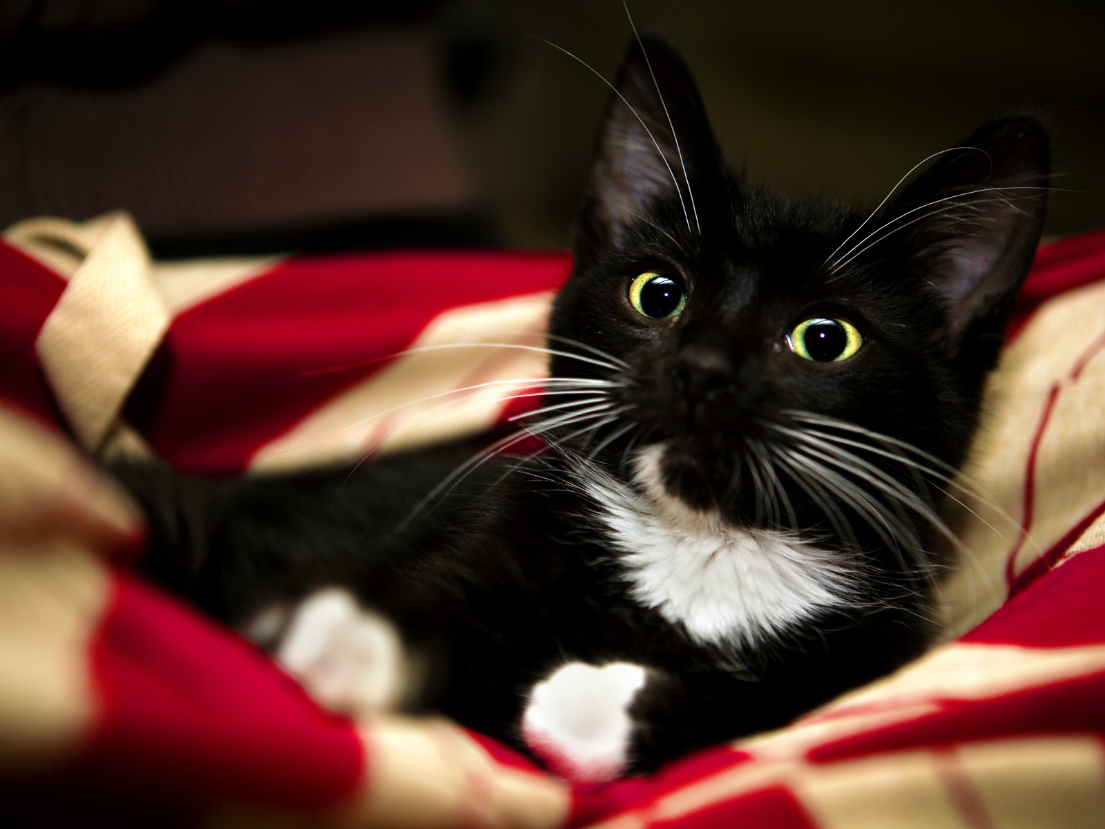 red, black, sweet, cat, kitten, pet, white, animal, blanket, paw