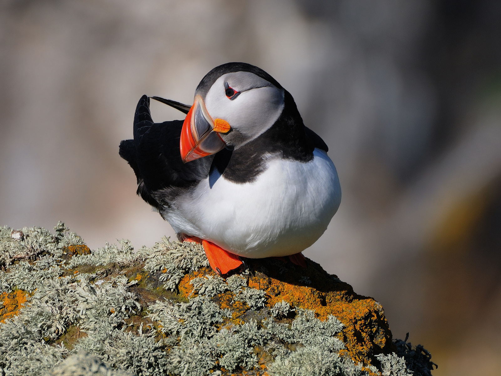  , , fratercula arctica, , puffin