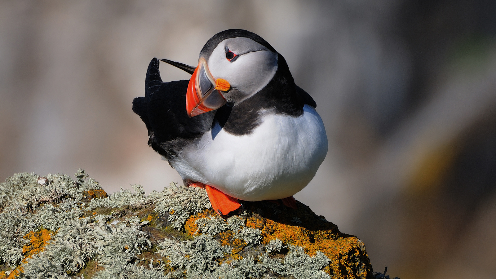  , , fratercula arctica, , puffin