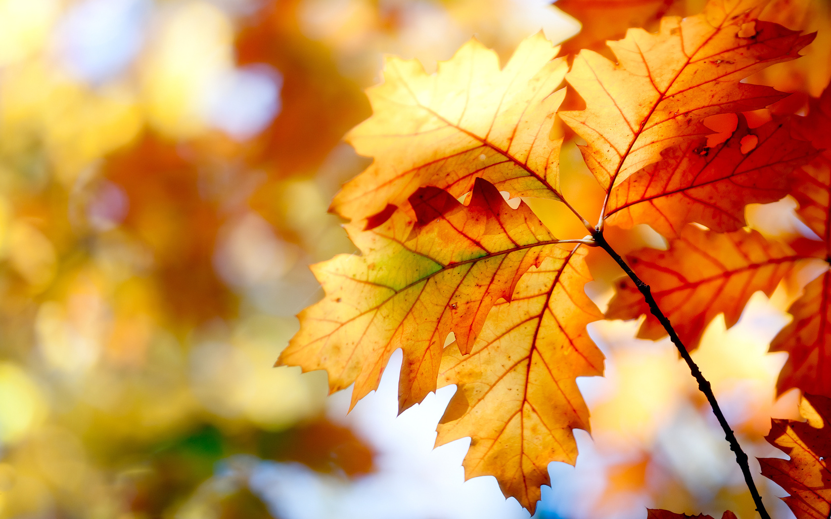 nature, , , leaves, , bokeh, , , autumn