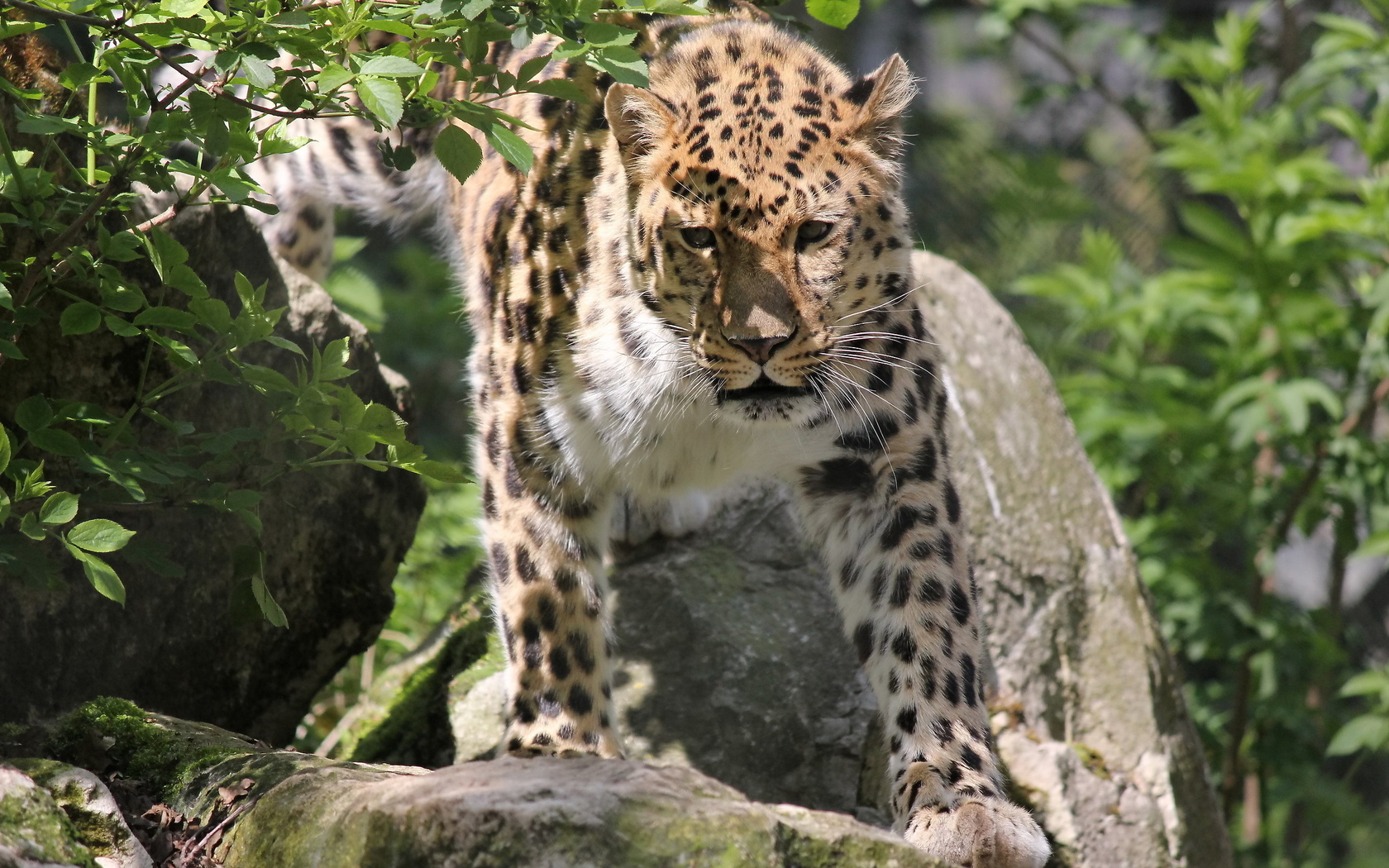 , , , leopard, panthera pardus orientalis