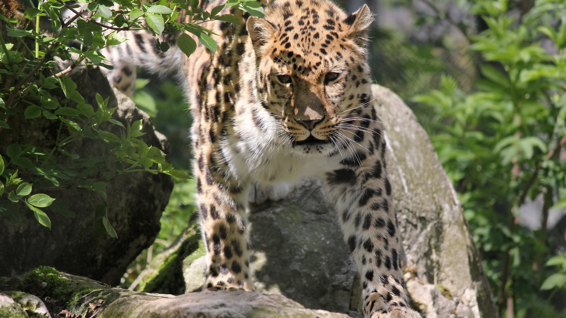 , , , leopard, panthera pardus orientalis