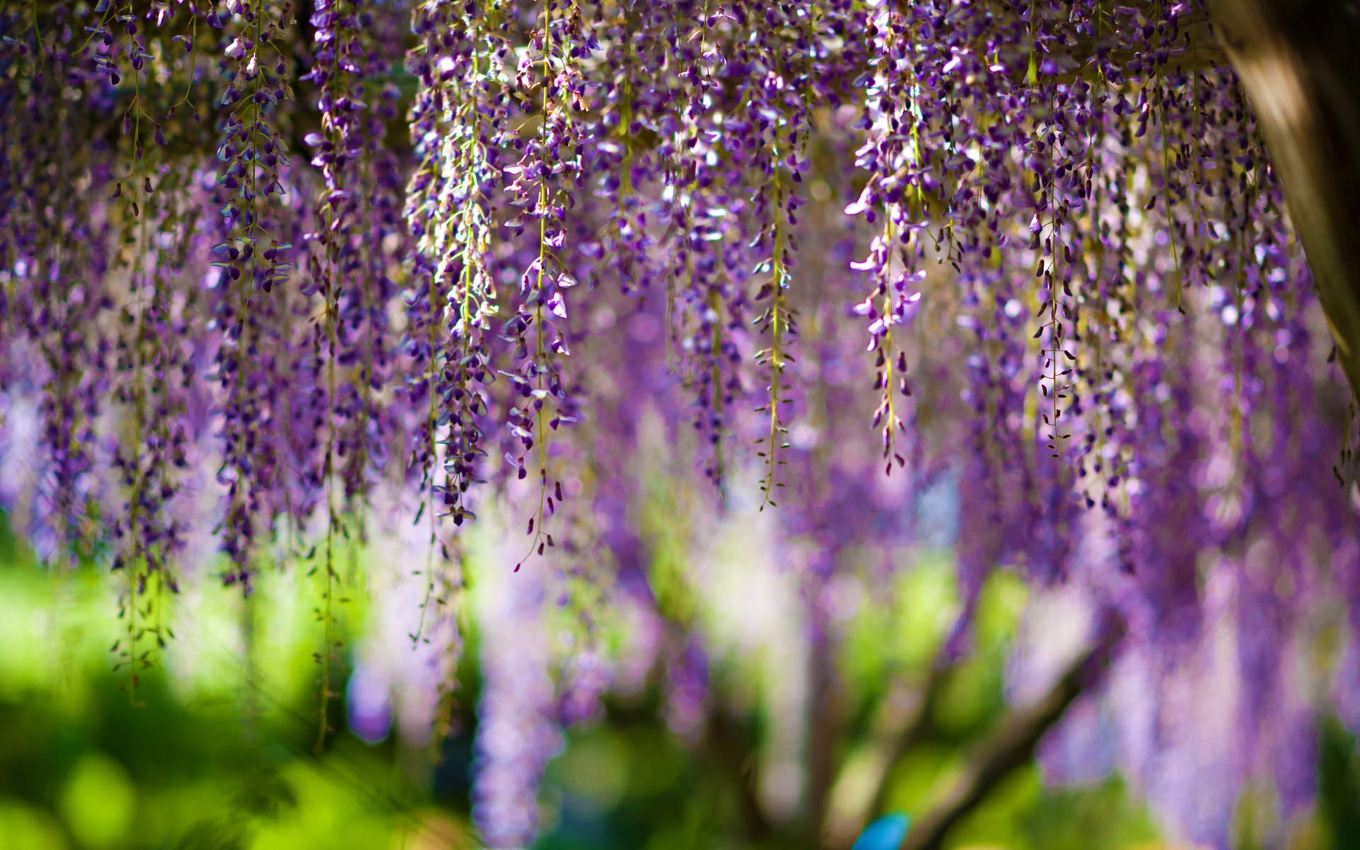 , Wisteria, bokeh, purple, flowers