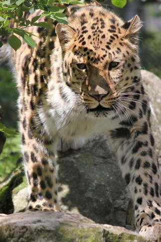 , , , leopard, panthera pardus orientalis