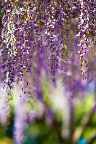 , Wisteria, bokeh, purple, flowers