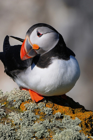  , , fratercula arctica, , puffin