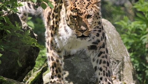 , , , leopard, panthera pardus orientalis