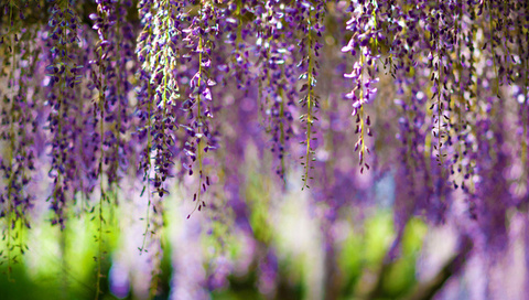 , Wisteria, bokeh, purple, flowers