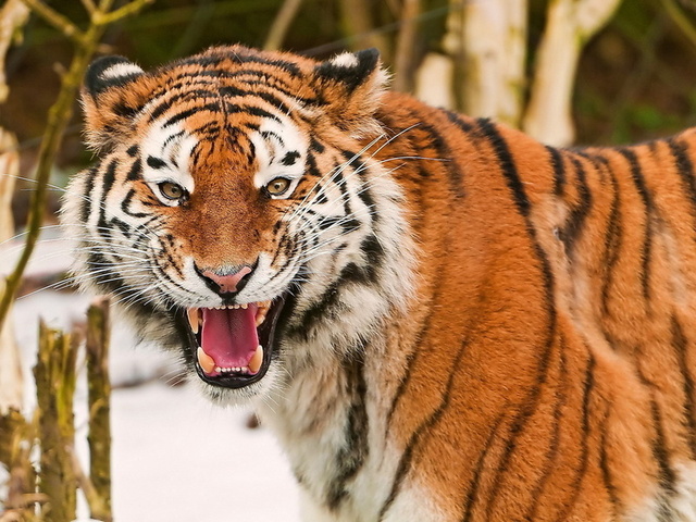 , , , amur tiger, 