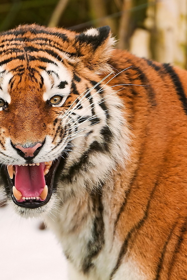 , , , amur tiger, 