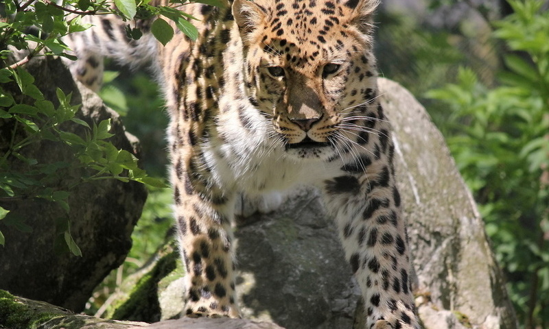 , , , leopard, panthera pardus orientalis