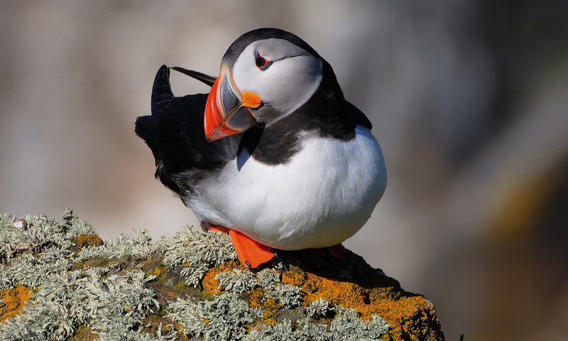  , , fratercula arctica, , puffin