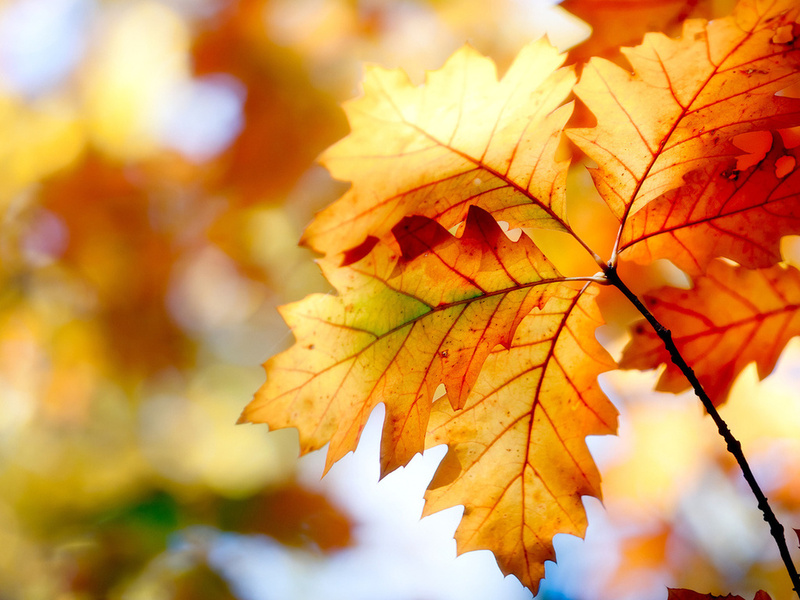 nature, , , leaves, , bokeh, , , autumn