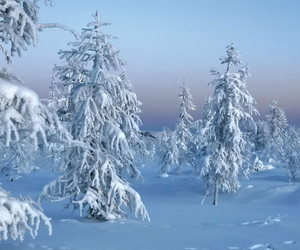 , trees in snow, winter, , , 