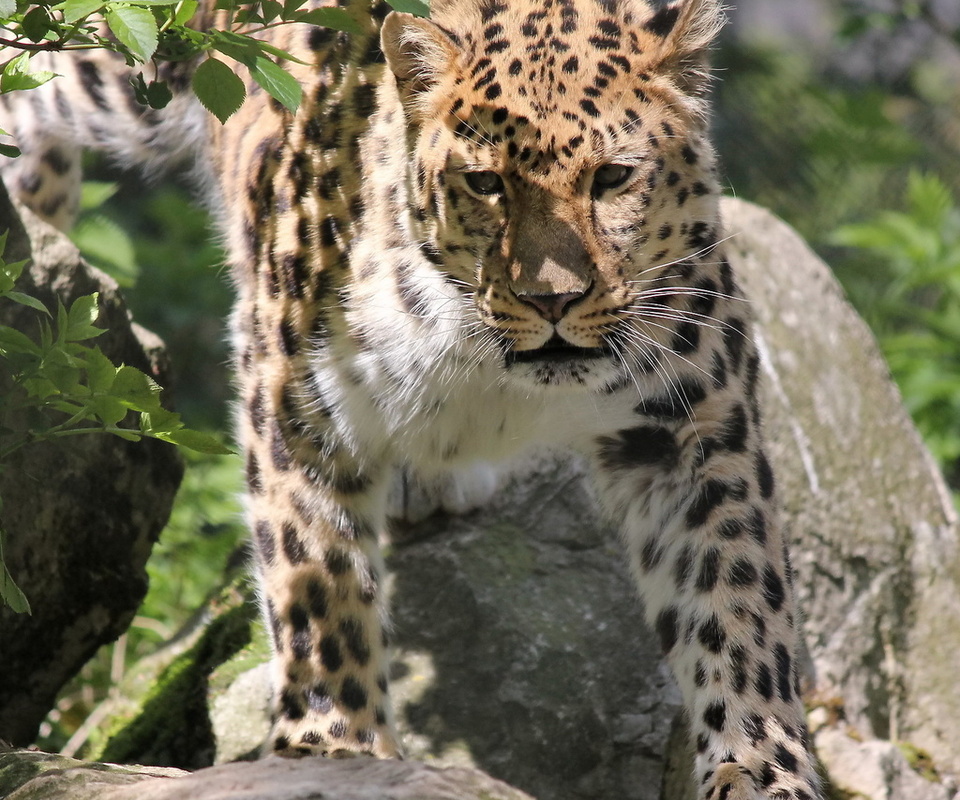 , , , leopard, panthera pardus orientalis