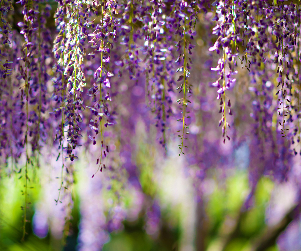 , Wisteria, bokeh, purple, flowers