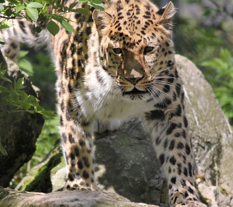 , , , leopard, panthera pardus orientalis