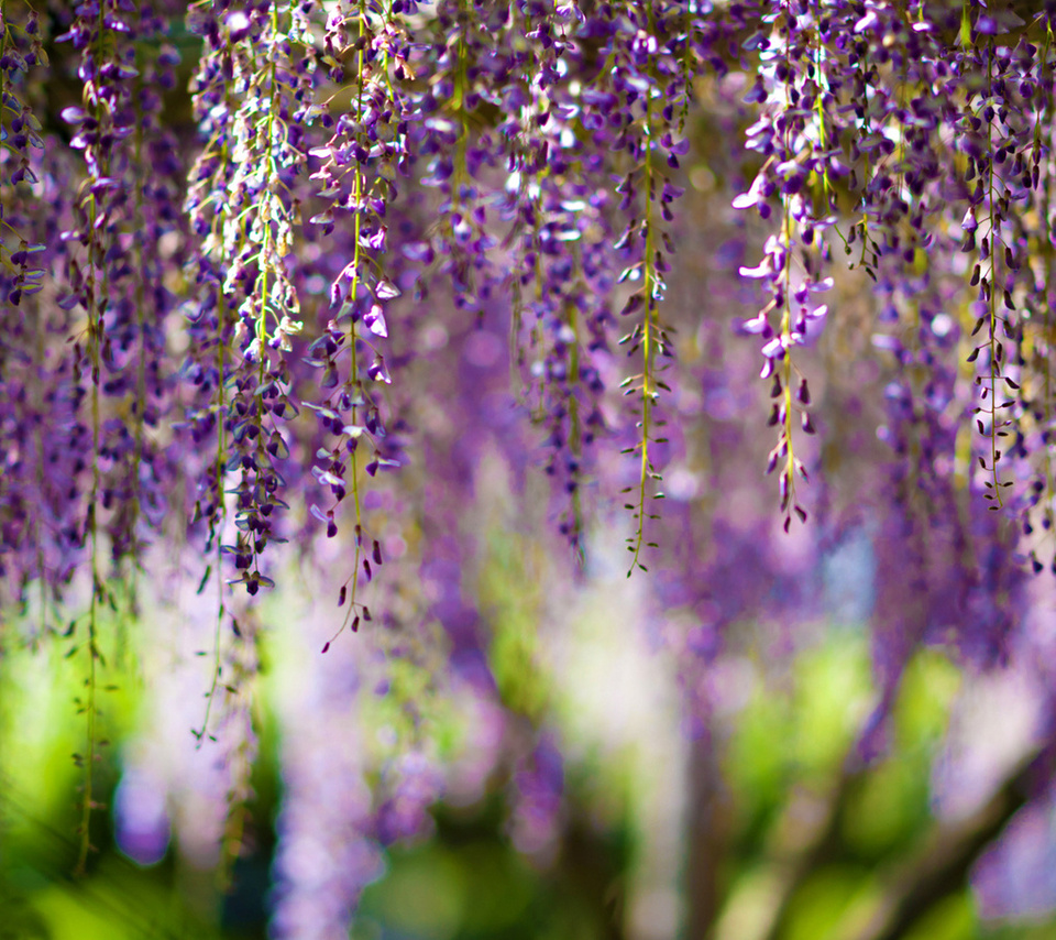 , Wisteria, bokeh, purple, flowers